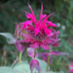 Meet your Posher, Pamela